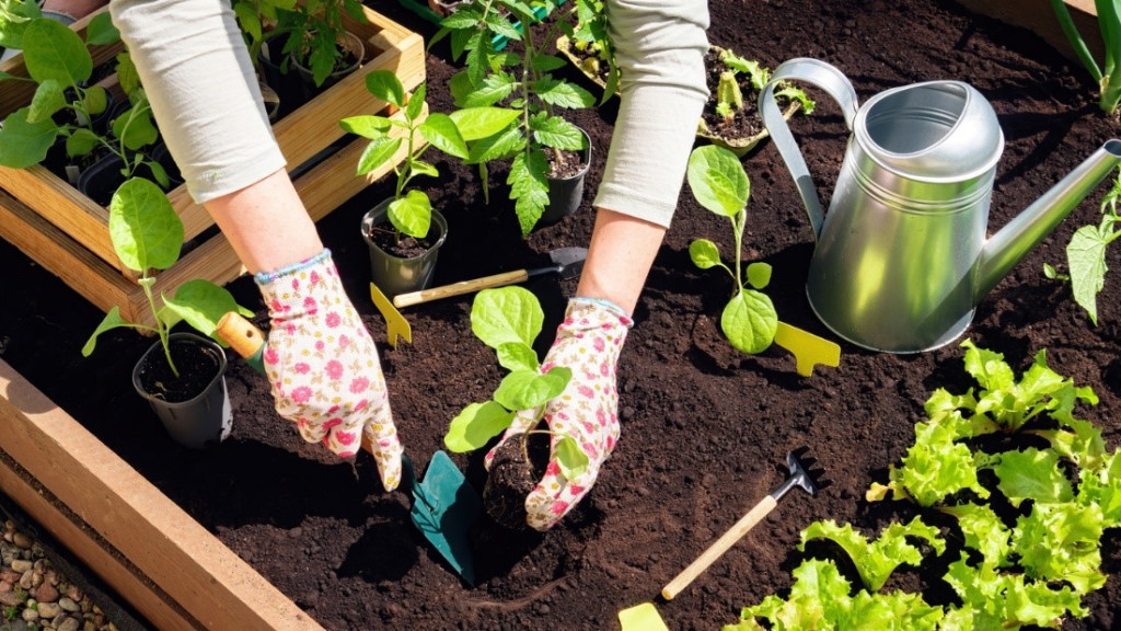 A gardener planting new plants