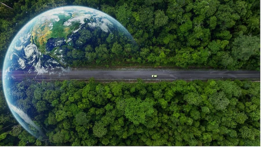 A road surrounded by trees